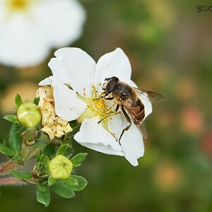 hoverfly 2022 9.jpg