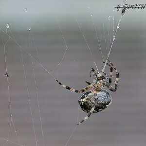 spider 2022 1.jpg