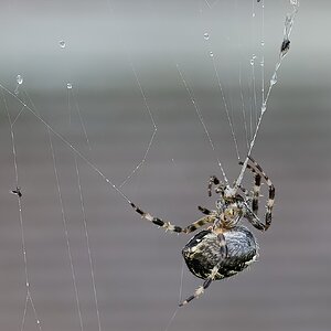 spider 2022 2.jpg