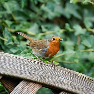 robin 2022 163.jpg