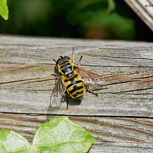 hoverfly 2022 18.jpg