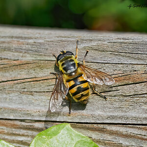 hoverfly 2022 19.jpg