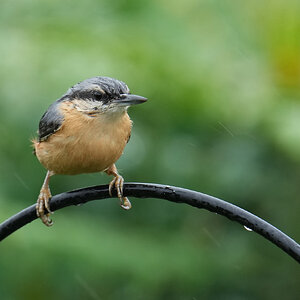 Nuthatch-DSC00805-3000px.jpg