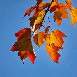 Autumn Leaves in the Sun.jpeg