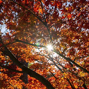 Autumn Maple.jpg