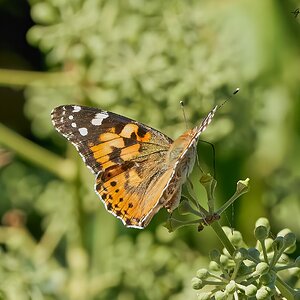 butterfly greece 2022.jpg