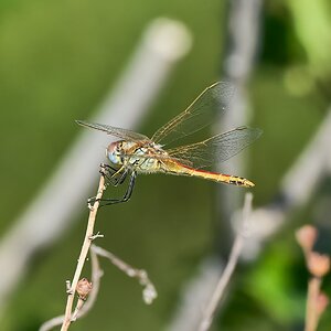 dragonfly  2022 rhodes.jpg