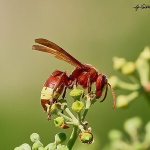 oriental hornet greece 2022.jpg