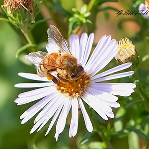 bees 2022  1.jpg