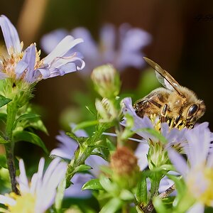 bees 2022  4.jpg