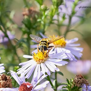hoverfly  2022  2.jpg