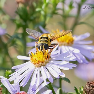 hoverfly 2022  3.jpg