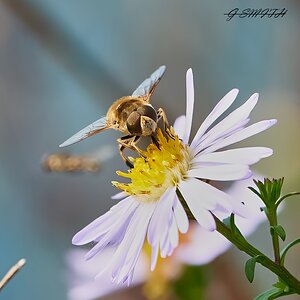 hoverfly  2022  5.jpg