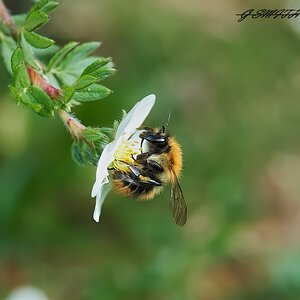 bee 2022 .jpg