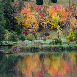 Autumn Maples 2r.jpg