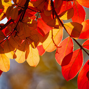 Autumn Leaves of Red and Gold 5.jpeg