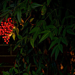 Red Berries Standing Out from the Shadows.jpeg