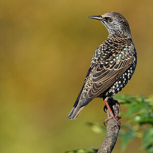 Starling-DSC01280-3000px.jpg