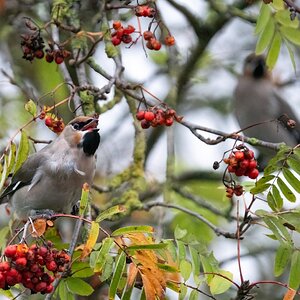 Waxwings.jpg