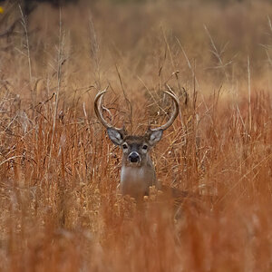 Deer 1.jpg