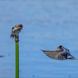 Swallows 1r.jpg