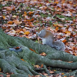 squirrel 2022 39.jpg