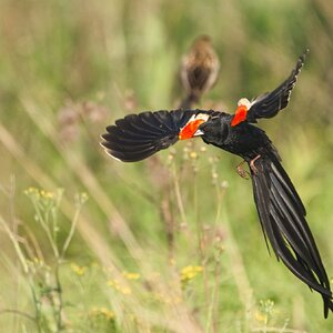 Long-Tailed Widow bird 1.jpg
