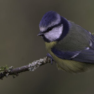 Blue Tit.jpg