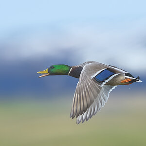 Mallard_RP18899-Edit.jpg