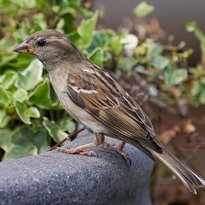 sparrow 2022 24.jpg