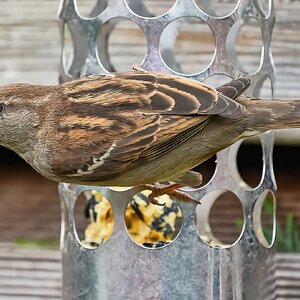 sparrow 2022 1 (2).jpg