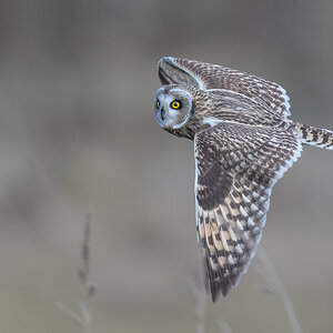 Short-eared-Owl_RP18100-Edit.jpg