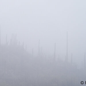 Gates Pass fog S5101.jpg
