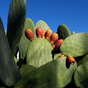 Prickly pear cactus 1.jpg