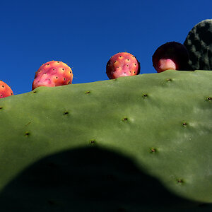 Prickly Pear Cactus 2.jpg