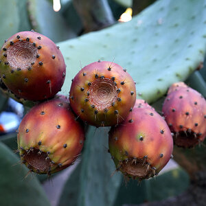 Prickly Pear Cactus 3.jpg