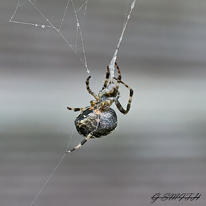 spider 2022 5.jpg