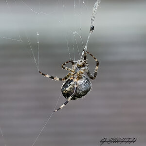 spider 2022 6.jpg