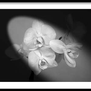Orchid 2.jpg