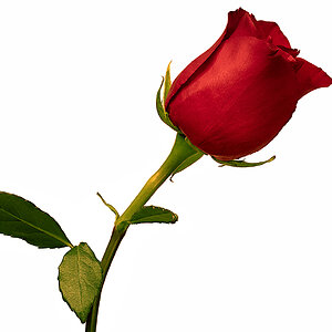 Stemmed Rose.jpg