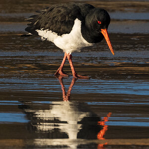 Oyster catcher with reflection.