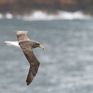 Chatham Island Albatross & habitat 12 1360.jpg