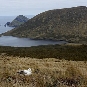Southern Royal Albatross habitat 3 1360.jpg
