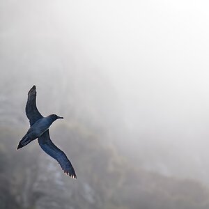 Light-mantled Sooty Albatross against cliff 40 1360 (4).jpg