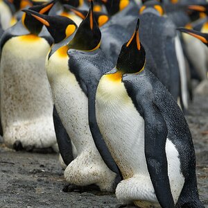 King Penguin incubators 3 1360.jpg