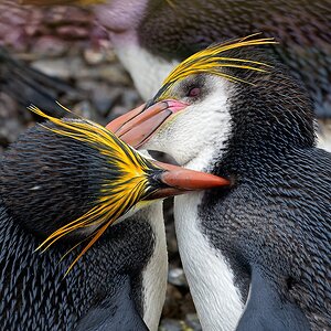 Royal Penguins allopreening 3 1360.jpg