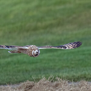 Short-eared-Owl_RP18229-Edit.jpg
