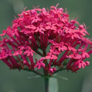 Pink Flowers_01.jpg