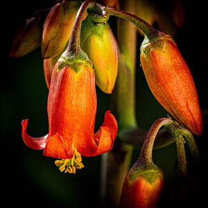 Va Garden-6.jpg
