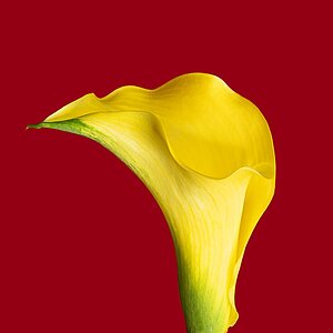 Bow of a calla lily.jpg